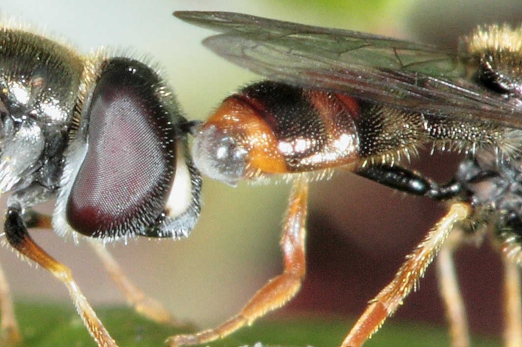 Paragus sp.  ♂ ♀  (Syrphidae)